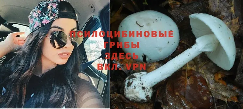 Псилоцибиновые грибы Magic Shrooms Гремячинск